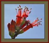 Ocotillo flower