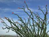 Ocotillo