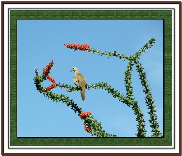 Dove in ocotillo