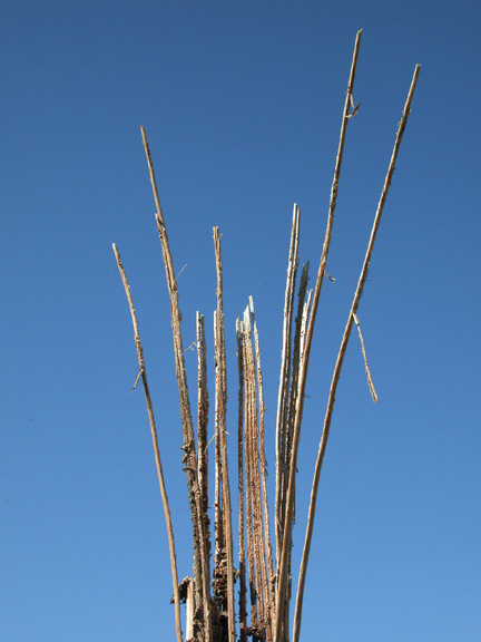 Cactus spines