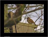 tree sparrow.jpg