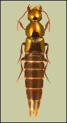Algon gemmatus (Fam. Staphylinidae), Nepal