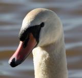 swan head