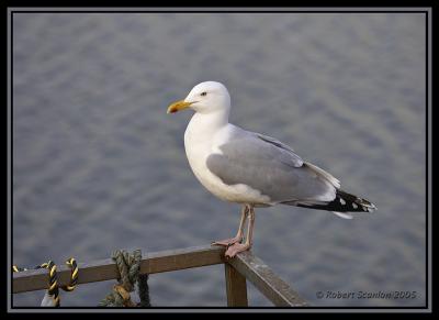 Herring Gull 2