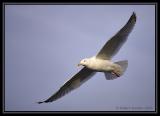 Herring Gull 1