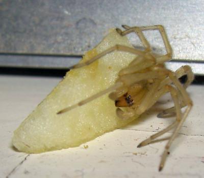 apple spider