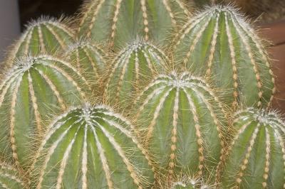 cactus3