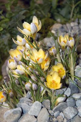 u25/rsub8/medium/40675320.flowershow1croc.jpg