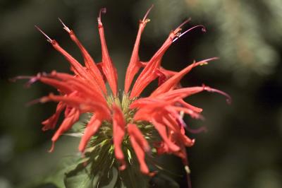 bee balm