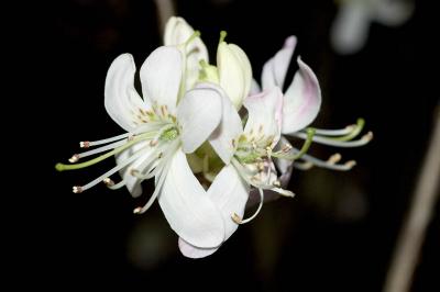 orchid1