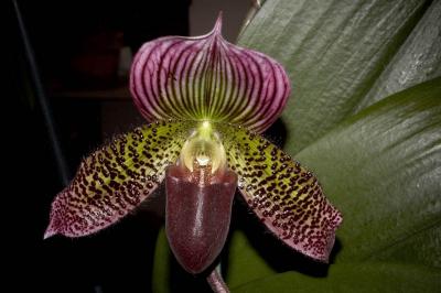 orchid5 (large)