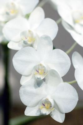 soft silky white orchids