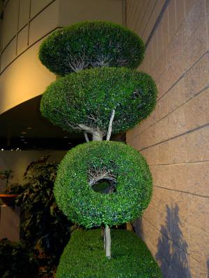 u25/rsub8/medium/40680144.flowershowpands3029.jpg