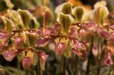 orchid6 (large)