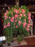 colossal christmas cactus