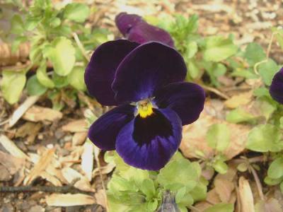 u25/rsweatt/medium/14595674.flower.jpg