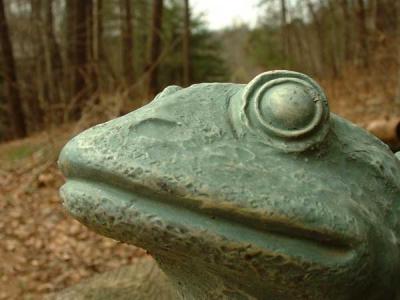 u25/rsweatt/medium/14595724.frog.jpg