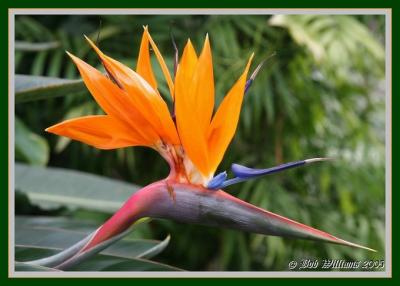 Bird Of Paradise.JPG