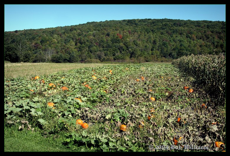 Pumpkin Patch, Newark Valley, NY