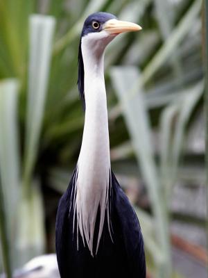 Rainforest Habitat Centre