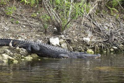 Boating in the Everglades.