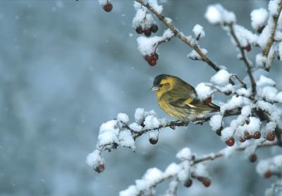 lucherino-neve.jpg