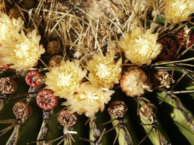 Cactus flower detail