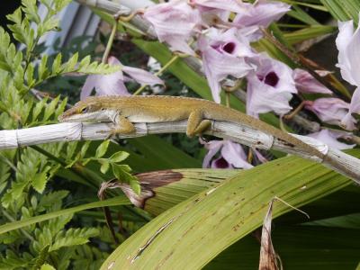 Lizard amidst the Honohono orchids