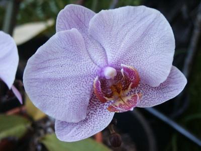 Phalaenopsis