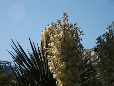 Yucca