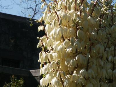 Yucca flower detail