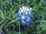 Blue Bonnet close-up