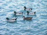 Missing duck formation