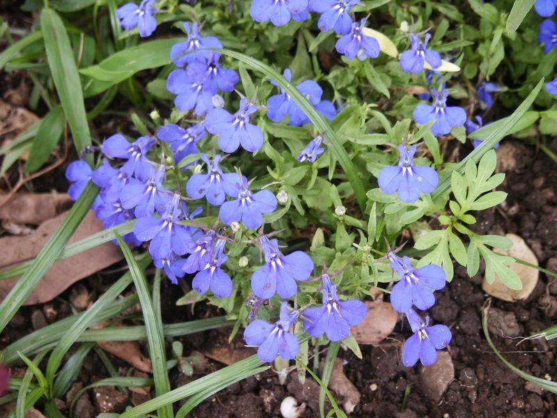 Blue Lobelia