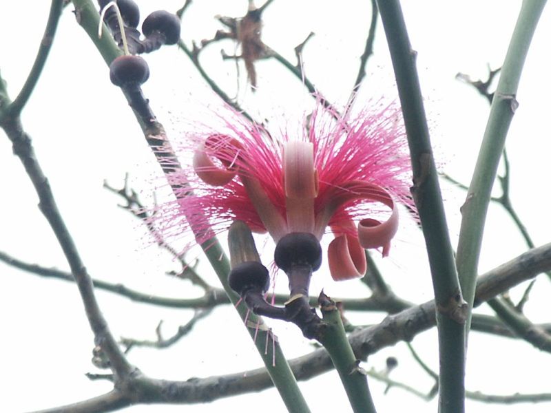 Bombax