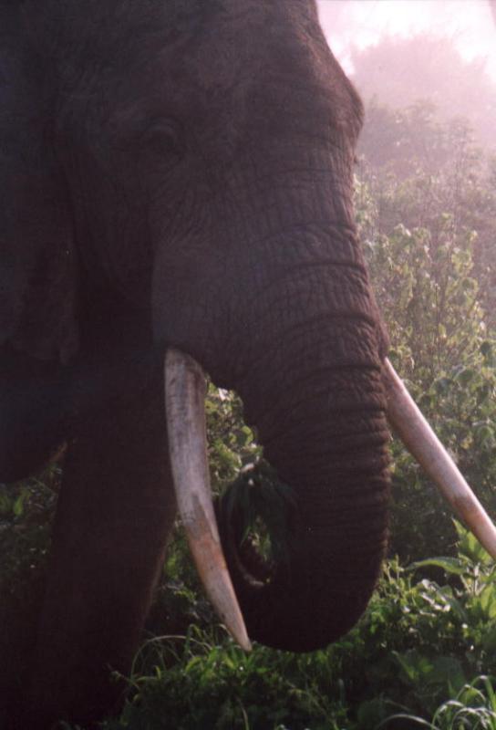 Elephant in the Mist