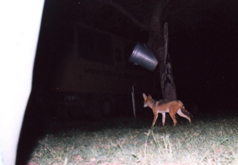 Jackel in the Camp