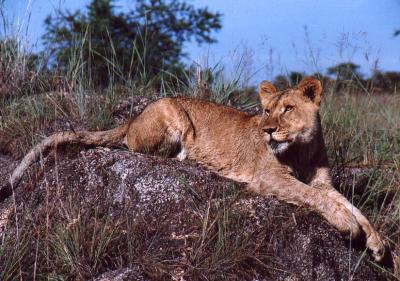 Lion Rock