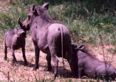 Warthog Suckling