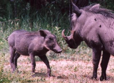 Warthogs