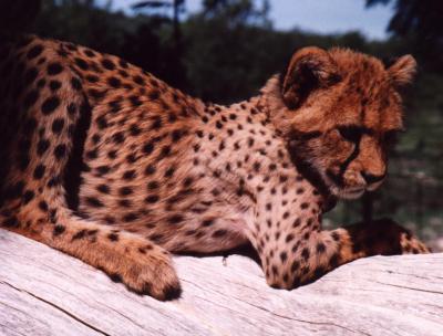 Baby Cheetah