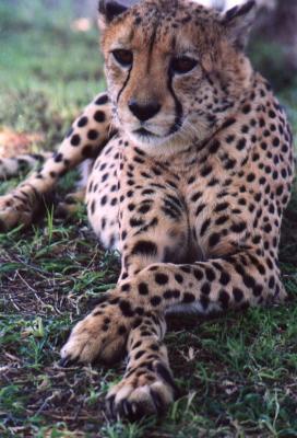 Cross-Legged Cheetah