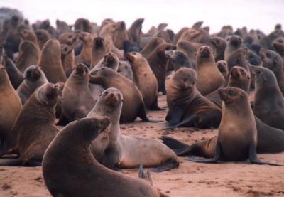 Seals Everywhere