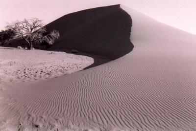 Dune 45 and Tree