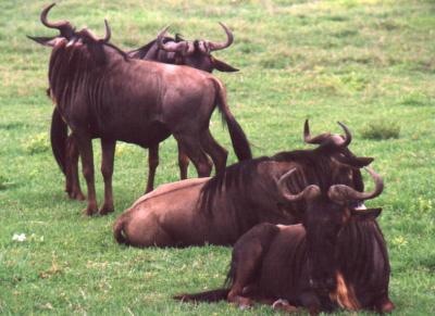 Relaxed Wildebeest