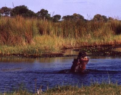 A Hippo Leaps