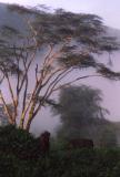 Ngorongoro Crater