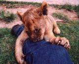 Lion on my Leg