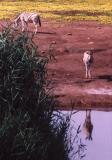 Standing Zebra