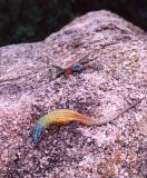 Colourful Lizards Posing